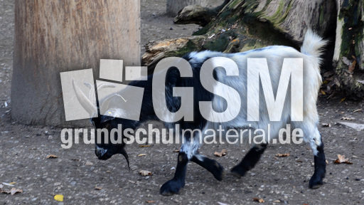 Vierhornziege (2).jpg